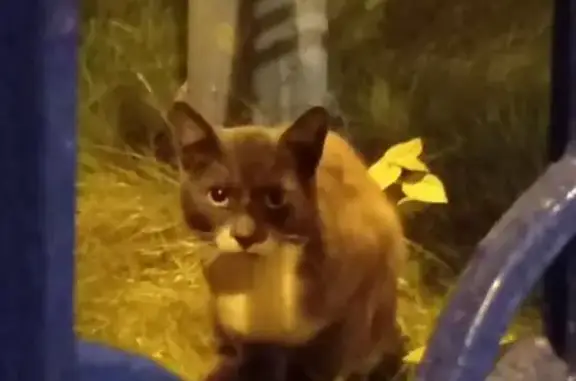 Найдена кошка, ул. Маршала Соколовского, 10к1