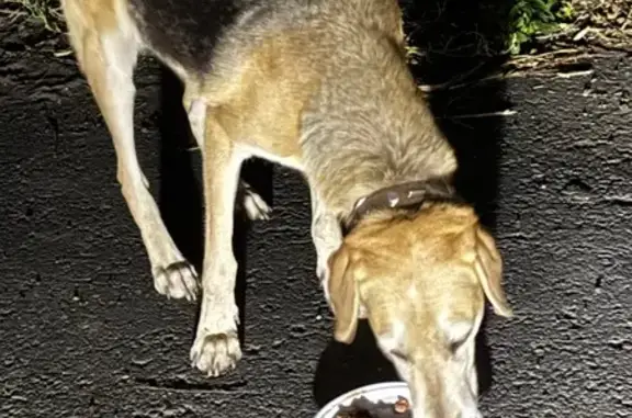 Найдена собака, Оренбург, фото: Собака найдена: пр. Автоматики, 8, Оренбург