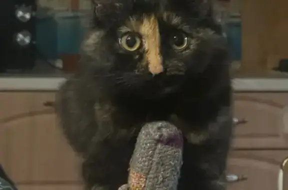 Кошки потеряшки, Иваново, фото: Потеряшка кошка, ул. Станиславского 9, Иваново