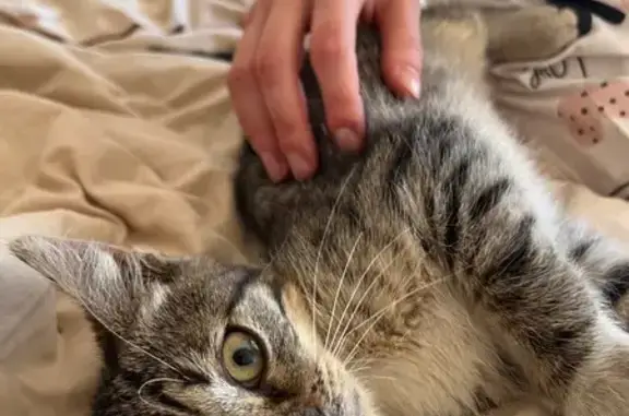 Кошка найдена: Потаповская роща, 8