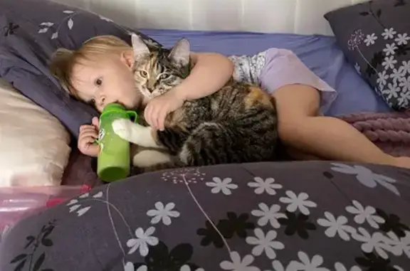 Кошки потеряшки, Краснотурьинск, фото: Потеряшка кошка, Сады 3, Воронцовка