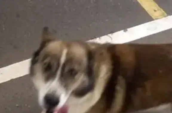 Собака найдена: Тургеневское шоссе, 27