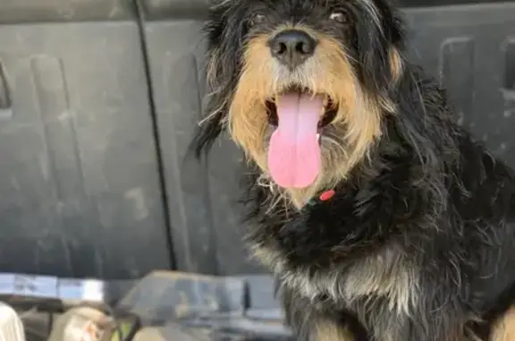 Собаки потеряшки, Палкинская волость, фото: Потеряшка собака у деревни Бобъяково