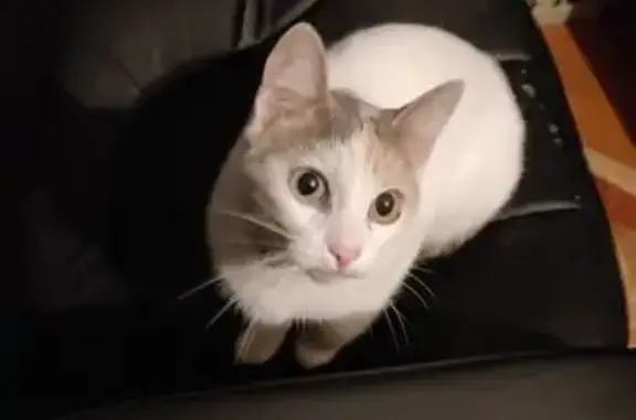 Кошка найдена: ул. Академика Петрова, 9