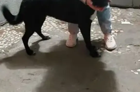 Собака найдена: Волгоградский пр-т, 181 к1