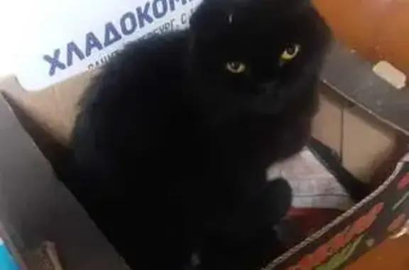 Чёрная кошка найдена на Муринской дороге