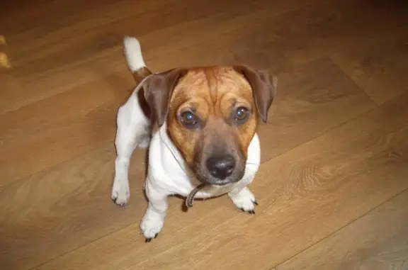 Пропала собака, Ступино МО