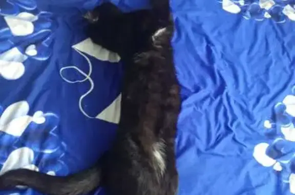 Кошки потеряшки, Новосибирск, фото: Потеряшка кошка, Родники 1, Новосибирск