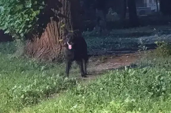 Чёрная собака найдена: Барклая, 16 к4