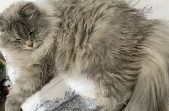 Кошки потеряшки, Ханты-Мансийск, фото: Потеряшка кошка, Красногвардейская 40, ХМ