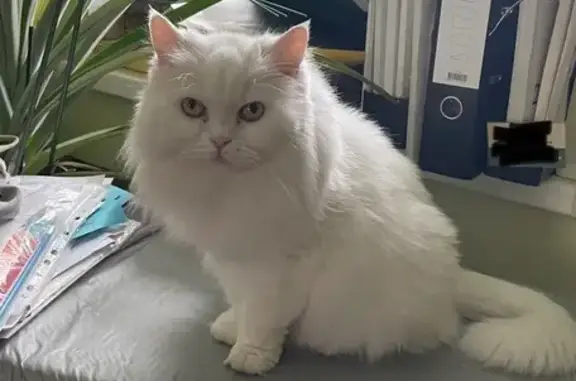 Кошки потеряшки, Брянск, фото: Потеряшка кошка, Дятьковская 81, Брянск