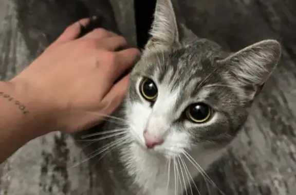 Кошка найдена: Бухарестская ул. 80, СПб