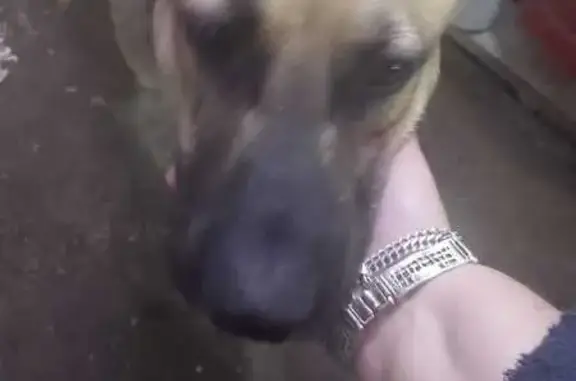 Собака найдена: Винодела Егорова, 27