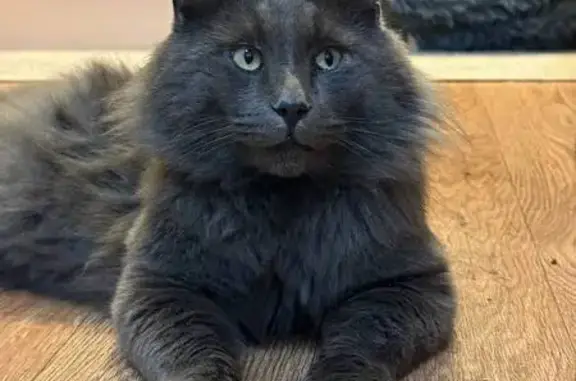 Найденные животные Томск, фото: Найдена кошка у Ростикса, Ленина 51А