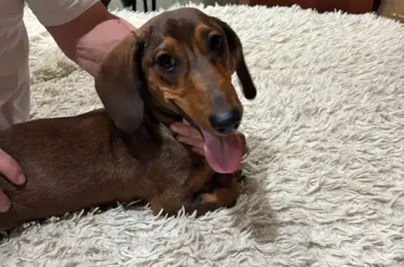 Собака найдена: Зелёная ул., 21, Пермь