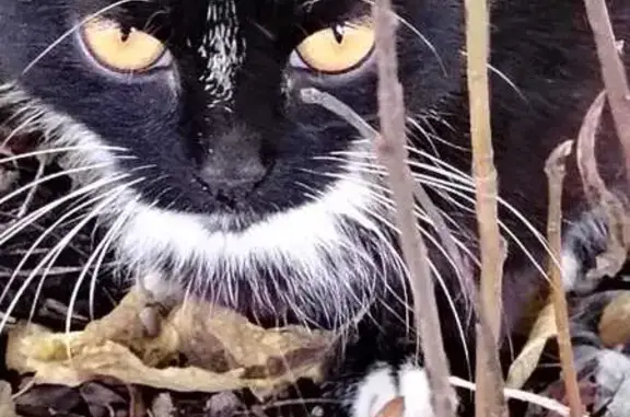 Найдена кошка, Прокопьевск, фото: Найдена кошка на Союзной, 4, Прокопьевск