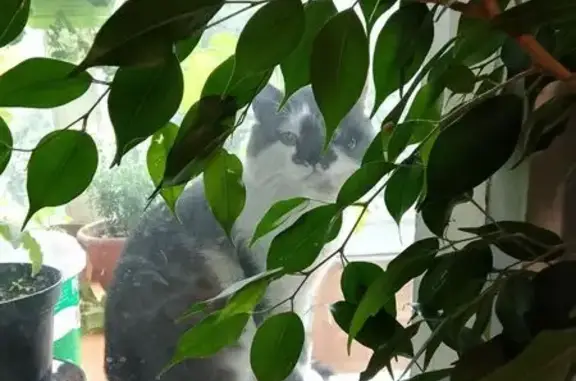 Кошка найдена, пр. Советов, Чита