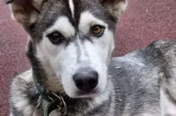 Найдена собака, Иркутск, фото: Собака найдена: б-р Рябикова 21/2, Иркутск