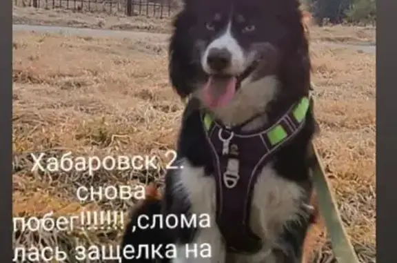 Пропала собака, Локомотивная ул., Хабаровск