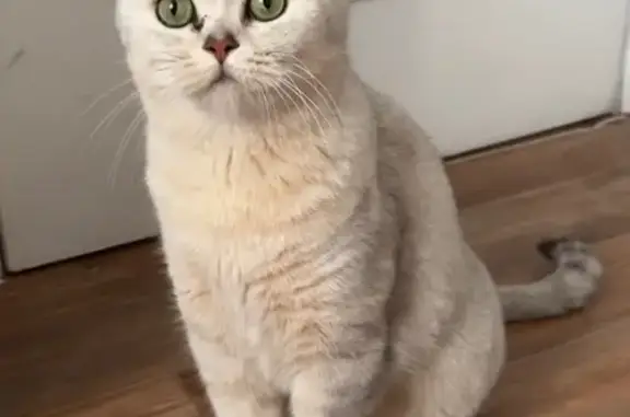 Кошки потеряшки, Москва, фото: Потеряшка кошка на Алабяна, Москва