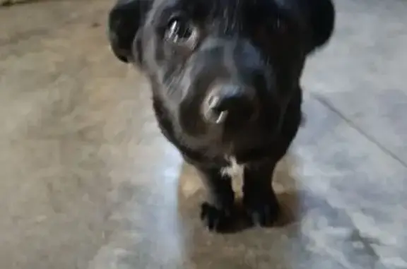 Найдена собака, Оренбург, фото: Найдена собака, Оренбург, Коростелёвых 1