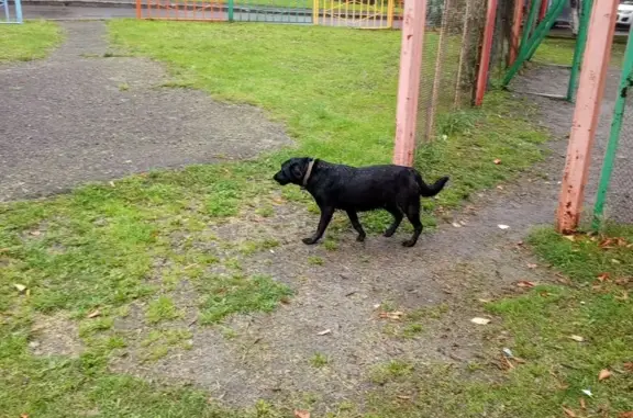 Найдена собака, Кемерово, фото: Собака найдена: ул. Свободы, 23Б, Кемерово