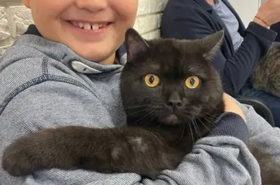 Пропала черная кошка, хутор Копанской 147