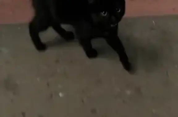 Найдена кошка, Кемеровская область, фото: Кошка найдена в Кузнецком районе, Новокузнецк