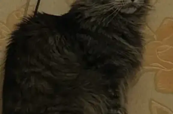 Кошки потеряшки, Коломна, фото: Потеряшка кошка, ул. Добролюбова, 57А