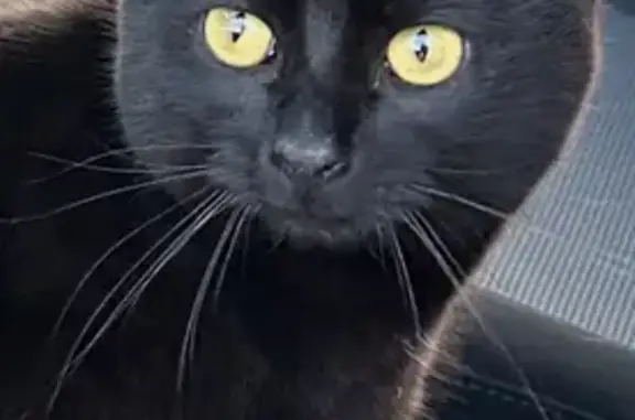 Пропал кот Уголёк, Трёхпрудное, Крым