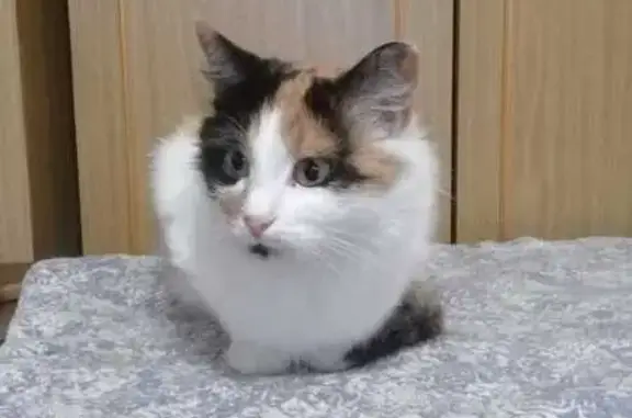 Пропала кошка, ул. Ухтомского 4, Электрогорск