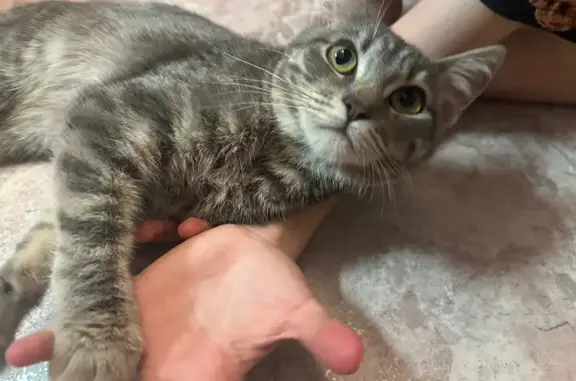 Найдена кошка, проезд Дежнёва, 2, Москва