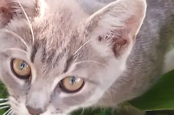 Котёнок найден: Смоленская ул., 38А, Липецк