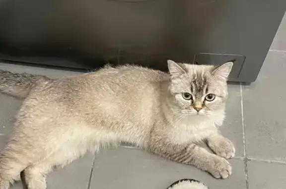 Кошки потеряшки, Екатеринбург, фото: Потеряшка кошка на ул. Малышева, 83, Екатеринбург