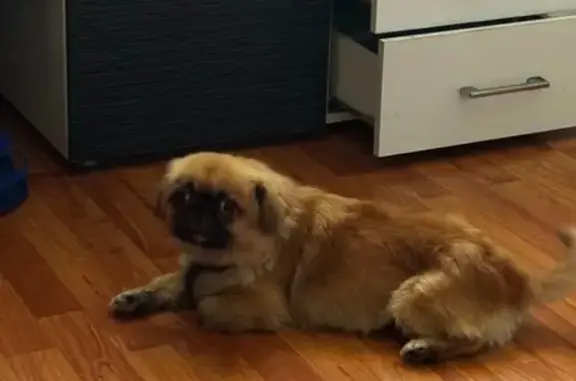 Найдена собака, , фото: Потерян пекинес найден: Кропоткинская 20