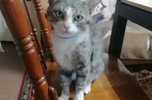 Кошки потеряшки, Приморско-Ахтарск, фото: Потеряшка кошка, Пролетарская 64, Прим-Ахтарск