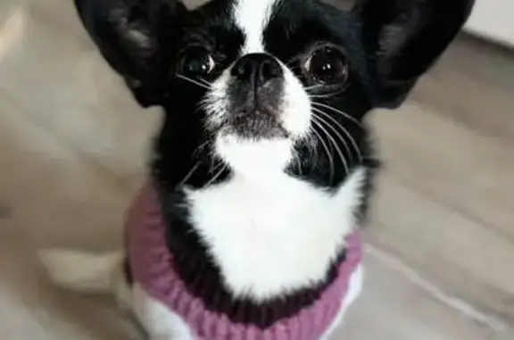 Собаки потеряшки, Москва, фото: Потеряшка собака, Симоновский Вал 7к1, Москва