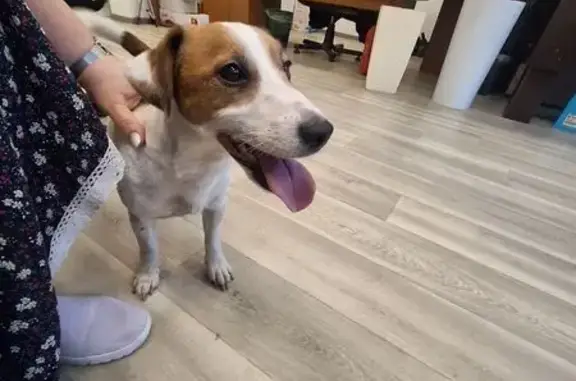 Собака найдена: Носовихинское шоссе