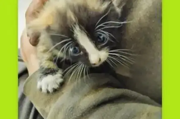 Найдена кошка, Котлас, фото: Кошка найдена в металлоломе, Архангельск