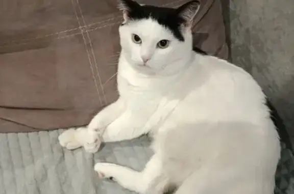 Кошки потеряшки, Дятьково, фото: Потеряшка кошка, 13-й мкрн, Дятьково