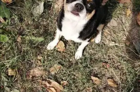 Собаки потеряшки, Усть-Лабинск, фото: Чихуахуа пропала у школы №1, Потолчака 2