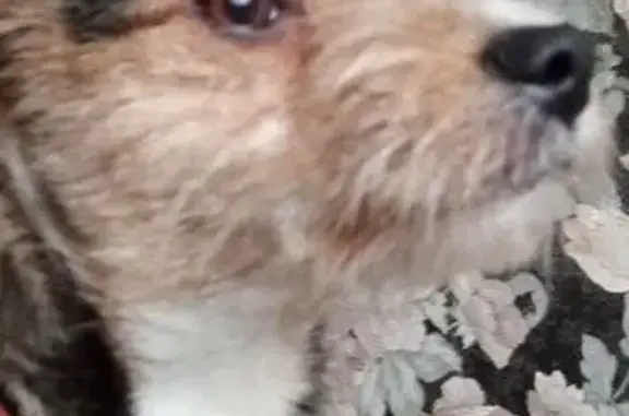 Собаки потеряшки, Нижний Тагил, фото: Потеряшка собака, ул. Свердлова, Н. Тагил