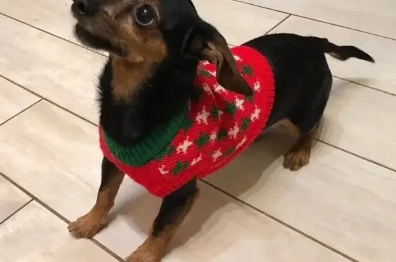 Пропала собака, Спас-Каменка, 46Н-01462