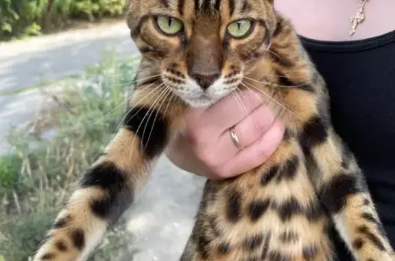 Найдена кошка, Саратов, фото: Бенгальская кошка найдена: Пензенская, 1