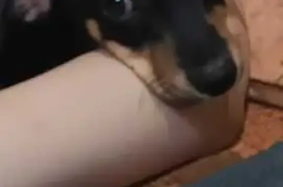 Собаки потеряшки, Кемеровская область, фото: Потеряшка собака, Прокопьевск, Кемерово