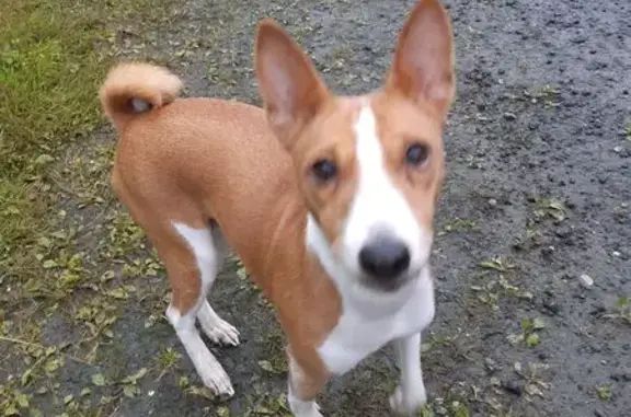 Найдена собака, Санкт-Петербург, фото: Найдена рыжая собака, СПб, Нар.Ополчения 80