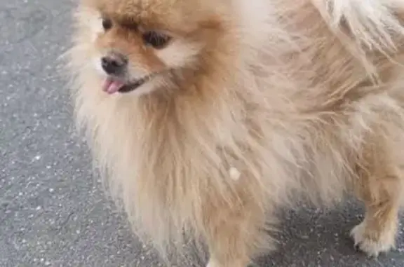 Найдена собака, Новоподрезково (Москва и Московская обл.), фото: Шпиц найден: Синявинская ул, 11 к4