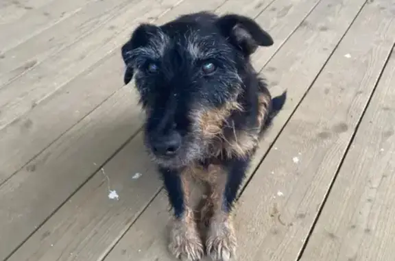 Найдена собака, Тучково, фото: Найдена собака у школы, 46К-1152, Тучково