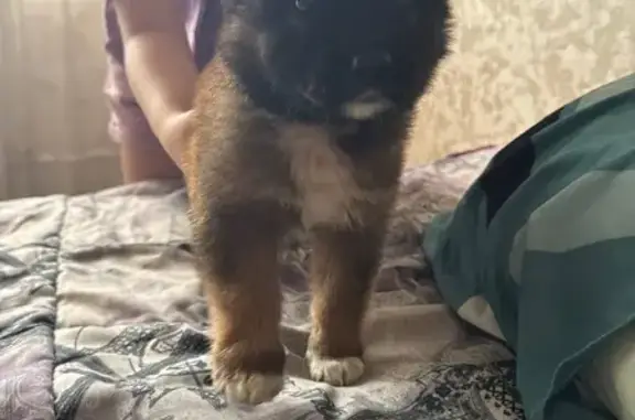 Найдена собака, Республика Бурятия, фото: Щенок найден девочкой, Улан-Удэ, Бурятия