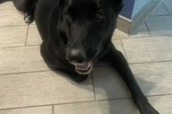 Собака найдена на Волгоградском проспекте